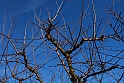 S. Damiano d'Asti_028